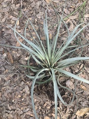 Tillandsia utriculata
