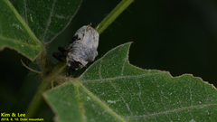 Sternuchopsis trifida