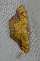 Nematocampa resistaria
