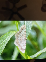 Digrammia ocellinata