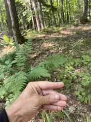 Melica smithii