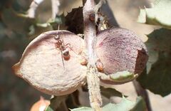 Cynipoidea