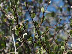 Cercocarpus betuloides
