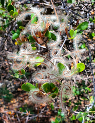 Cercocarpus betuloides