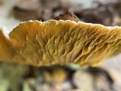 Trametes betulina