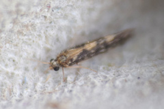 Agraylea multipunctata