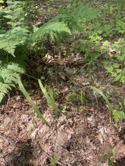 Melica smithii