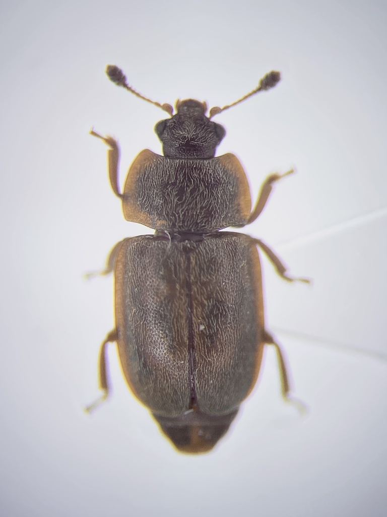 Epuraea obliqua