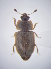 Epuraea obliqua