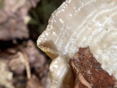 Trametes betulina