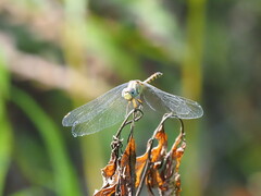 Sympetrum ambiguum