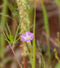 Ipomoea costellata