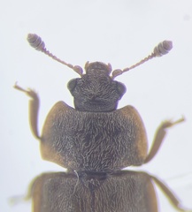 Epuraea obliqua