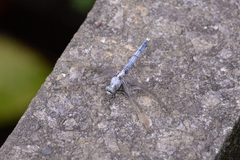 Orthetrum albistylum