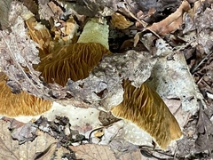Trametes betulina