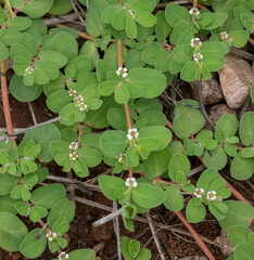 Euphorbia albomarginata