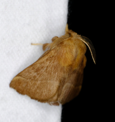 Malacosoma disstria