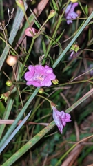 Agalinis decemloba
