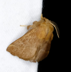Malacosoma disstria