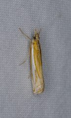 Crambus