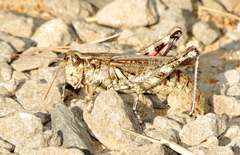 Melanoplus splendidus