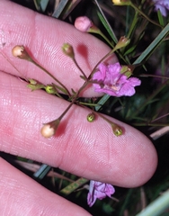 Agalinis decemloba