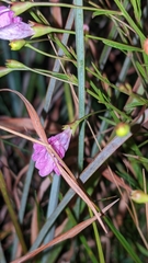 Agalinis decemloba