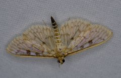 Herpetogramma aquilonalis