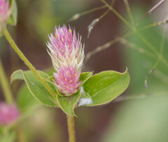 Gomphrena nitida