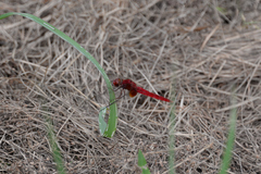 Crocothemis servilia mariannae