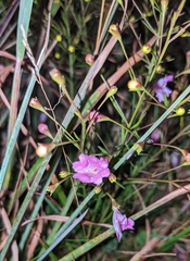 Agalinis decemloba