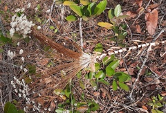 Paepalanthus chiquitensis