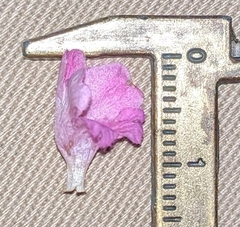 Agalinis decemloba