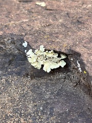 Flavopunctelia flaventior