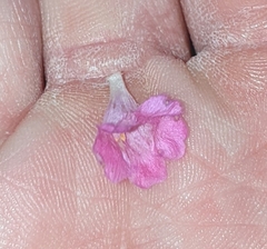 Agalinis decemloba
