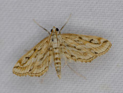 Parapoynx allionealis