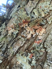 Parmotrema hypotropum