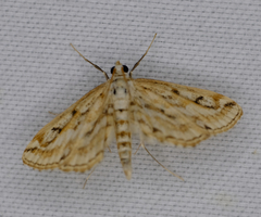 Parapoynx allionealis