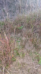 Agalinis decemloba
