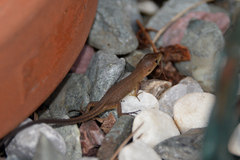 Takydromus tachydromoides