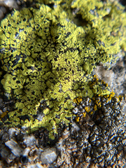 Rhizocarpon