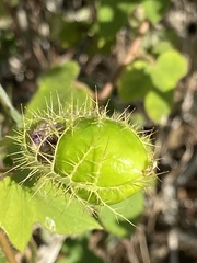 Passiflora ciliata