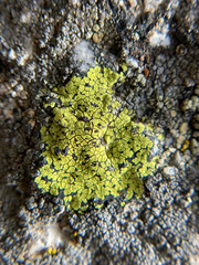Rhizocarpon