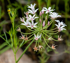 Allium rhizomatum