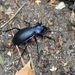 Carabus purpurascens - Photo (c) Jim, some rights reserved (CC BY-NC)
