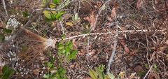 Paepalanthus chiquitensis