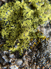 Rhizocarpon
