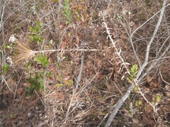 Paepalanthus chiquitensis