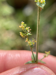 Galium parishii