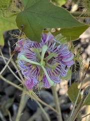 Passiflora ciliata